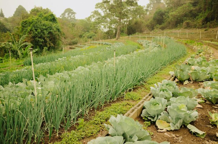 Bisnis perkebunan sayur